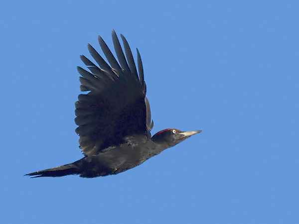Palokärki, Black Woodpecker, Dryocopus martius